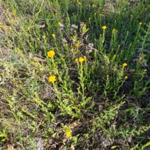 Chrysocephalum apiculatum at Jerrabomberra, ACT - 17 Oct 2023 03:47 PM