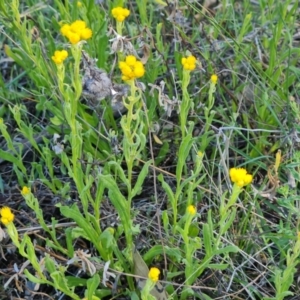 Chrysocephalum apiculatum at Jerrabomberra, ACT - 17 Oct 2023 03:47 PM