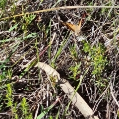 Vanessa kershawi (Australian Painted Lady) at Isaacs Ridge - 17 Oct 2023 by Mike