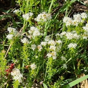 Asperula conferta at Jerrabomberra, ACT - 17 Oct 2023