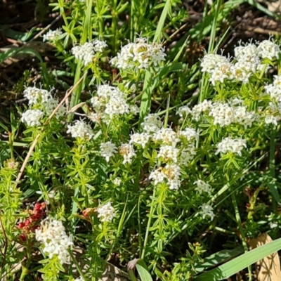 Asperula conferta (Common Woodruff) at Jerrabomberra, ACT - 17 Oct 2023 by Mike