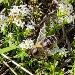 Apis mellifera at Jerrabomberra, ACT - 17 Oct 2023