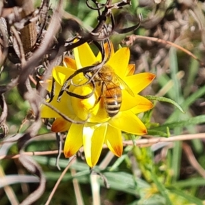 Apis mellifera at Jerrabomberra, ACT - 17 Oct 2023