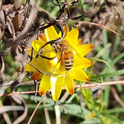 Apis mellifera (European honey bee) at Jerrabomberra, ACT - 17 Oct 2023 by Mike