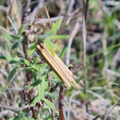 Clania lewinii & similar Casemoths (Parallel stick Case Moths) at Jerrabomberra, ACT - 17 Oct 2023 by Mike