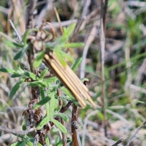 Clania lewinii at Jerrabomberra, ACT - 17 Oct 2023