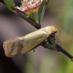 Coeranica isabella (A Concealer moth) at Jerrabomberra, NSW - 17 Oct 2023 by DianneClarke