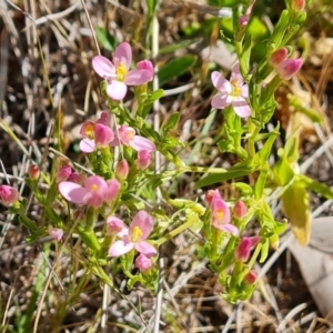 Centaurium erythraea at Jerrabomberra, ACT - 17 Oct 2023