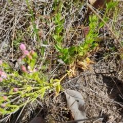 Centaurium erythraea at Jerrabomberra, ACT - 17 Oct 2023 03:30 PM