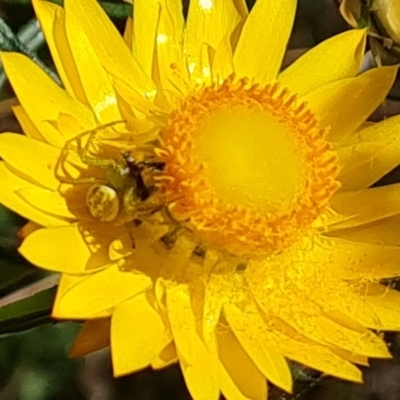 Lehtinelagia sp. (genus) (Flower Spider or Crab Spider) at Jerrabomberra, NSW - 17 Oct 2023 by Mike