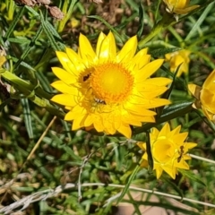 Xerochrysum viscosum (Sticky Everlasting) at Isaacs Ridge - 17 Oct 2023 by Mike