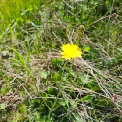 Hypochaeris radicata (Cat's Ear, Flatweed) at Jerrabomberra, ACT - 17 Oct 2023 by Mike