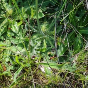 Hypochaeris radicata at Jerrabomberra, ACT - 17 Oct 2023