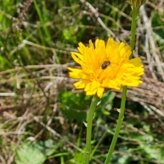 Lasioglossum (Chilalictus) lanarium (Halictid bee) at Jerrabomberra, ACT - 17 Oct 2023 by Mike