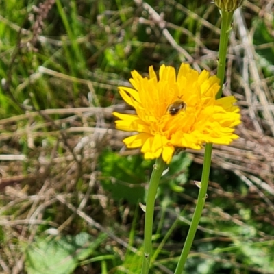 Lasioglossum (Chilalictus) lanarium (Halictid bee) at Jerrabomberra, ACT - 17 Oct 2023 by Mike