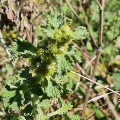 Marrubium vulgare (Horehound) at Jerrabomberra, ACT - 17 Oct 2023 by Mike