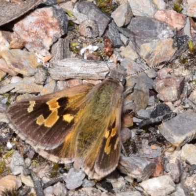 Trapezites phigalia (Heath Ochre) at Jerrabomberra, NSW - 17 Oct 2023 by DianneClarke