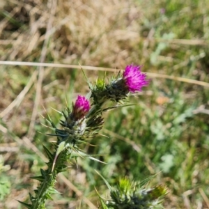 Carduus pycnocephalus at Jerrabomberra, ACT - 17 Oct 2023