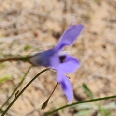 Wahlenbergia capillaris (Tufted Bluebell) at Jerrabomberra, ACT - 17 Oct 2023 by Mike