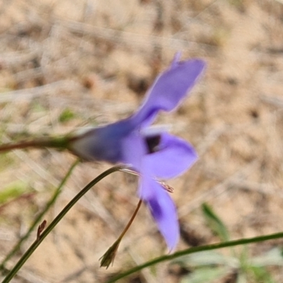 Wahlenbergia capillaris (Tufted Bluebell) at Jerrabomberra, ACT - 17 Oct 2023 by Mike
