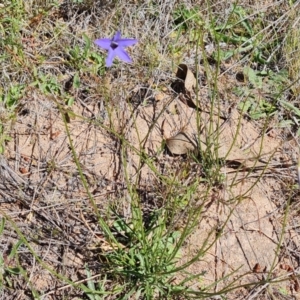 Wahlenbergia capillaris at Jerrabomberra, ACT - 17 Oct 2023