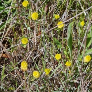 Trifolium campestre at Jerrabomberra, ACT - 17 Oct 2023