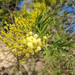 Acacia mearnsii (Black Wattle) at Jerrabomberra, ACT - 17 Oct 2023 by Mike