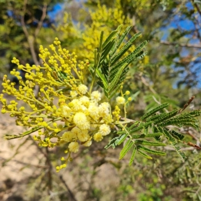 Acacia mearnsii (Black Wattle) at Jerrabomberra, ACT - 17 Oct 2023 by Mike