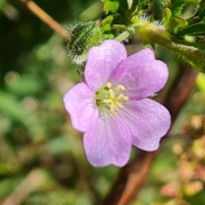 Geranium solanderi var. solanderi at Jerrabomberra, ACT - 17 Oct 2023