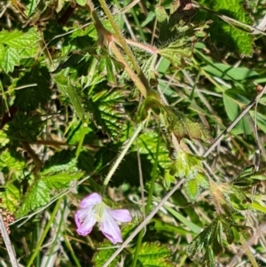 Geranium solanderi var. solanderi at Jerrabomberra, ACT - 17 Oct 2023