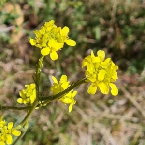 Hirschfeldia incana at Jerrabomberra, ACT - 17 Oct 2023