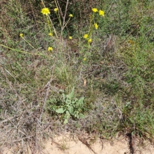 Hirschfeldia incana at Jerrabomberra, ACT - 17 Oct 2023