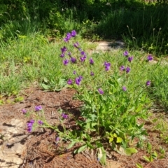 Echium plantagineum (Paterson's Curse) at Jerrabomberra, ACT - 17 Oct 2023 by Mike