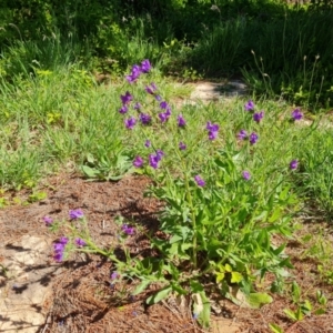 Echium plantagineum at Jerrabomberra, ACT - 17 Oct 2023