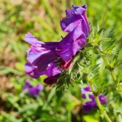 Echium plantagineum at Jerrabomberra, ACT - 17 Oct 2023