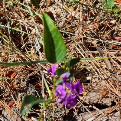 Hardenbergia violacea (False Sarsaparilla) at Isaacs, ACT - 17 Oct 2023 by Mike