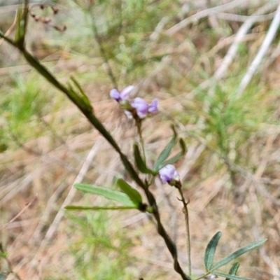 Glycine clandestina (Twining Glycine) at Isaacs, ACT - 17 Oct 2023 by Mike