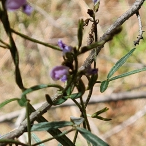 Glycine clandestina at Isaacs, ACT - 17 Oct 2023