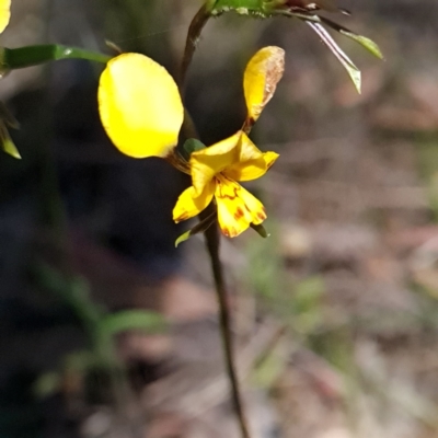 Diuris nigromontana (Black Mountain Leopard Orchid) at Bruce Ridge to Gossan Hill - 17 Oct 2023 by WalkYonder