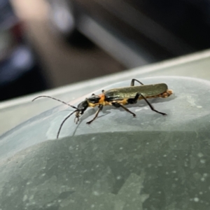 Chauliognathus lugubris at Russell, ACT - 16 Oct 2023