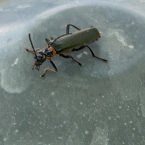 Chauliognathus lugubris at Russell, ACT - 16 Oct 2023