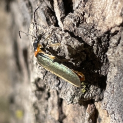 Chauliognathus lugubris at Russell, ACT - 16 Oct 2023