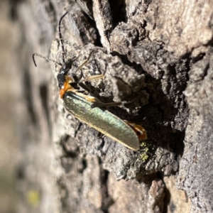 Chauliognathus lugubris at Russell, ACT - 16 Oct 2023 04:02 PM