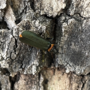 Chauliognathus lugubris at Russell, ACT - 16 Oct 2023