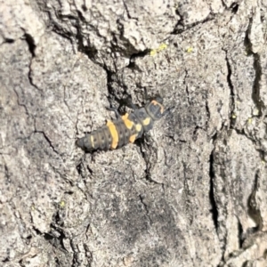 Coccinella transversalis at Russell, ACT - 16 Oct 2023