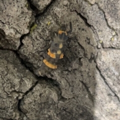 Coccinella transversalis at Russell, ACT - 16 Oct 2023 03:58 PM