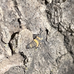 Coccinella transversalis at Russell, ACT - 16 Oct 2023