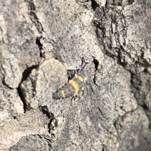 Coccinella transversalis at Russell, ACT - 16 Oct 2023 03:58 PM