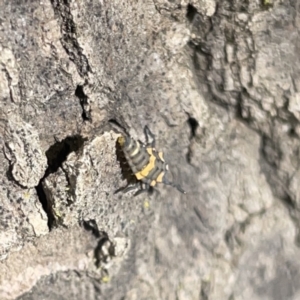 Coccinella transversalis at Russell, ACT - 16 Oct 2023