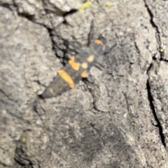 Coccinella transversalis at Russell, ACT - 16 Oct 2023